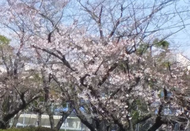さくら.jpg
